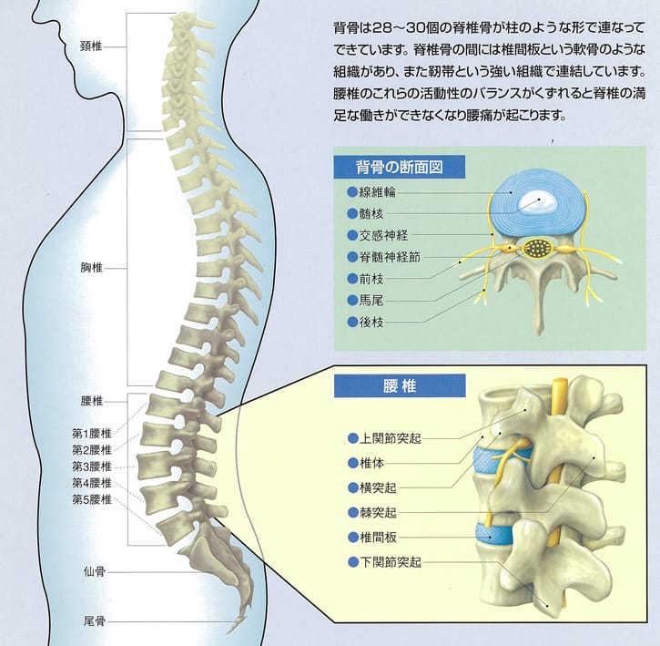 腰痛症について